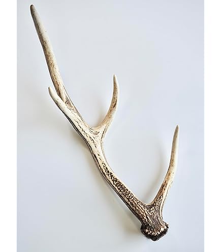 Amazon.co.jp: 【ノーブランド品】 北海道産 蝦夷鹿（エゾシカ）の角